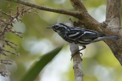 Black and white Warbler