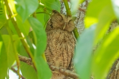 Búho en Puerto Arturo, Petén.