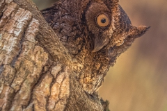 Búho en Puerto Arturo, Petén.