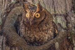 Búho en Puerto Arturo, Petén.
