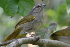 Green backed Sparrow