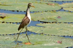 Jacana spinosa