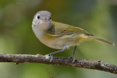 Lesser Greenlet