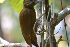 Picoides fumigatus