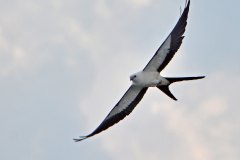 Swallow kite