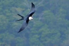 Swallow kite