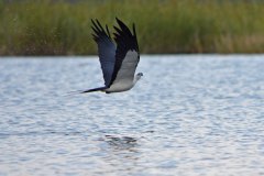 Swallow kite