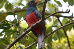 Trogon massena