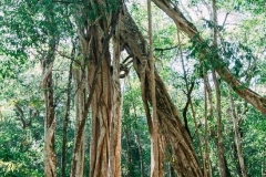 Trees at El Mirador