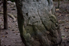 Stelle at El Mirador