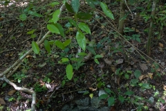 Chultun, ancient Maya underground storage chamber