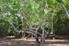 Refugio de Vida Silvestre Puerto Arturo
