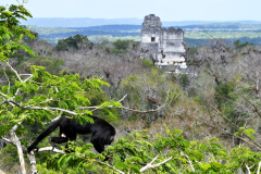 Saraguate at Tikal