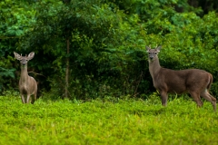 White Tailed deer near the archeological site el Perú-Waká.
