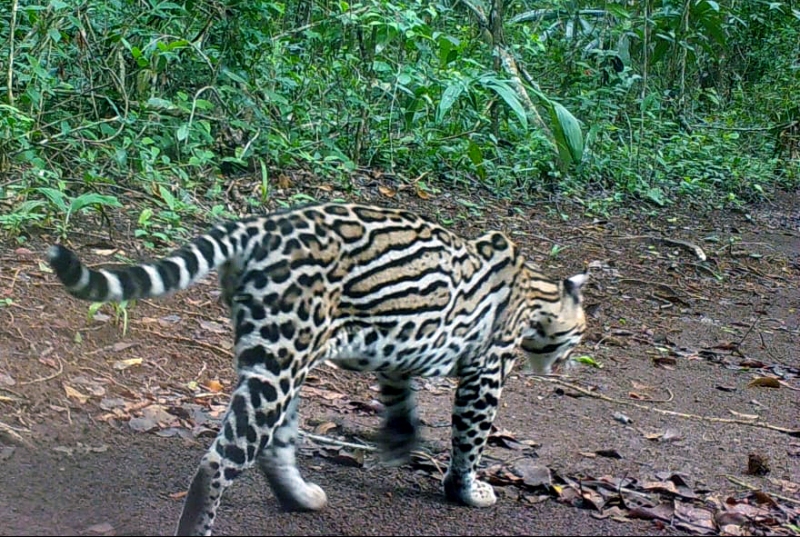 Jaguar en Puerto Arturo, Petén