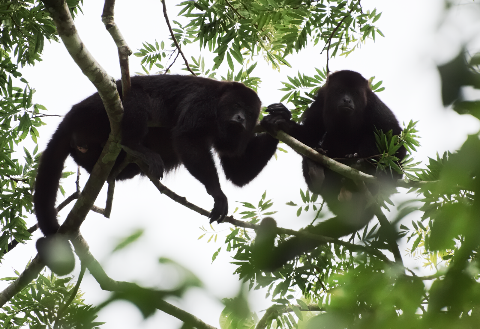 Monos Saraguates en Yaxhá